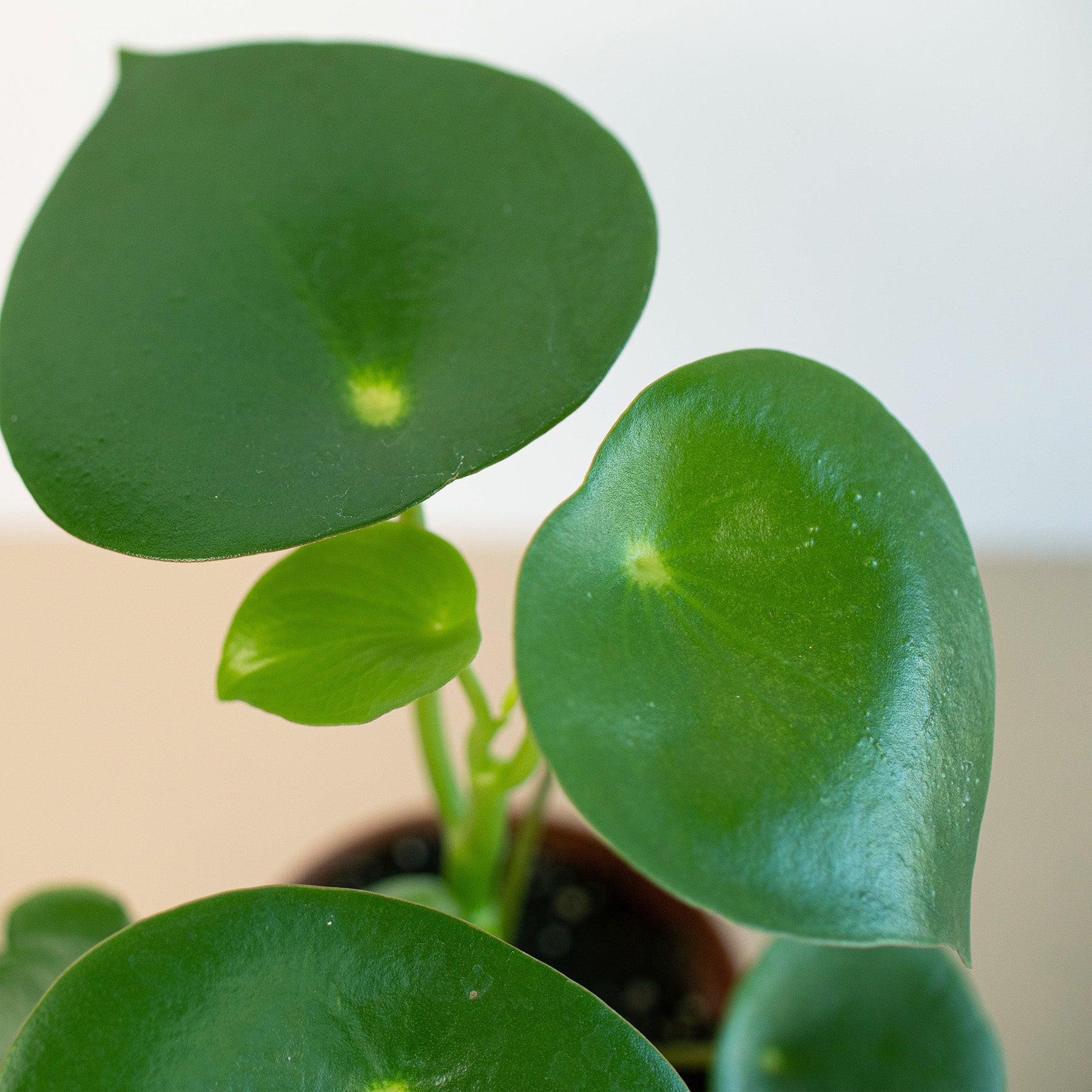 4_PEPEROMIA_RAINDROP_2.jpg__PID:d0547a96-4ff8-49b8-b8a3-30c6914a0088