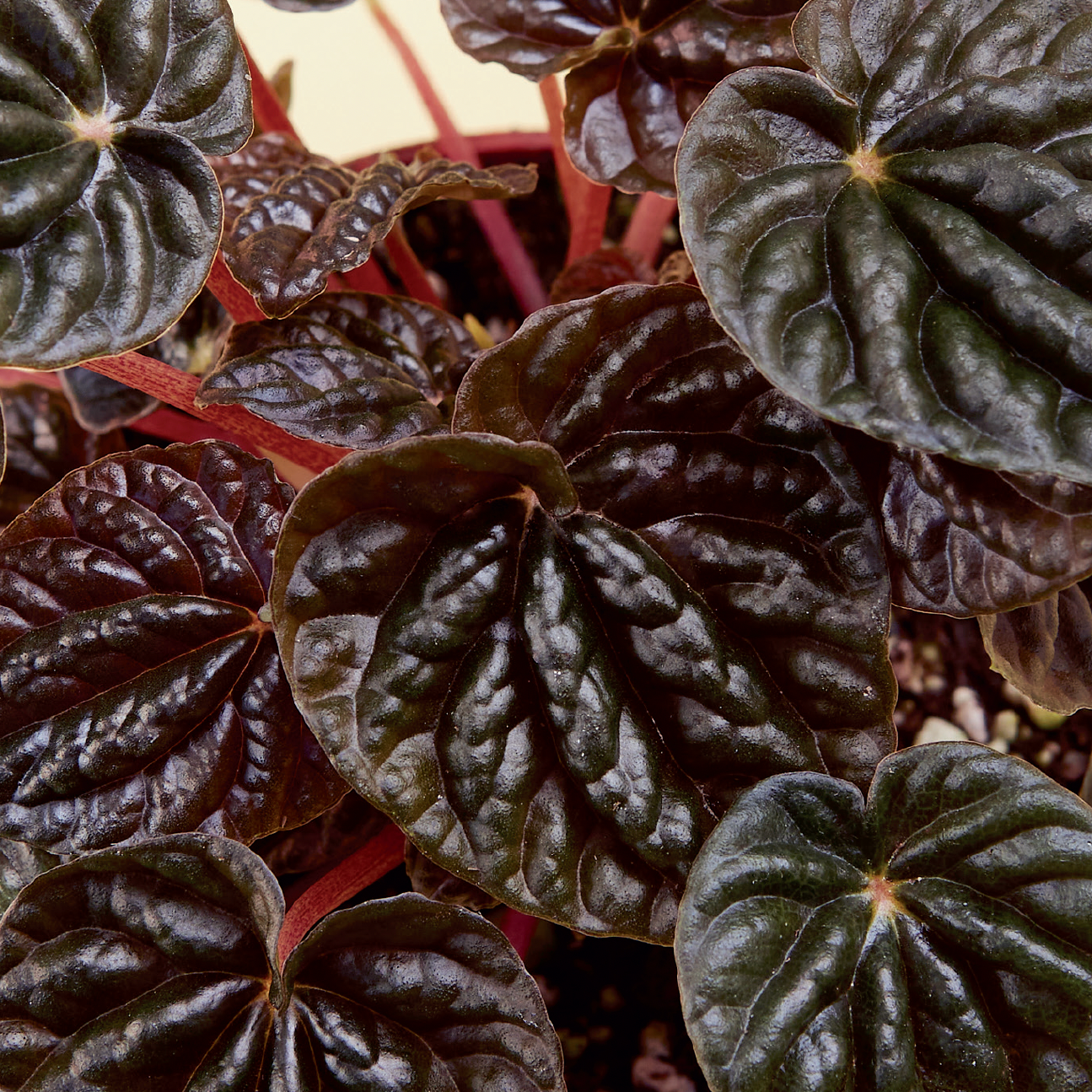 4_PEPEROMIA_RIPPLE.RED_2.2.png__PID:2046f03a-45c9-4cd3-9d3f-a6051c3fa833