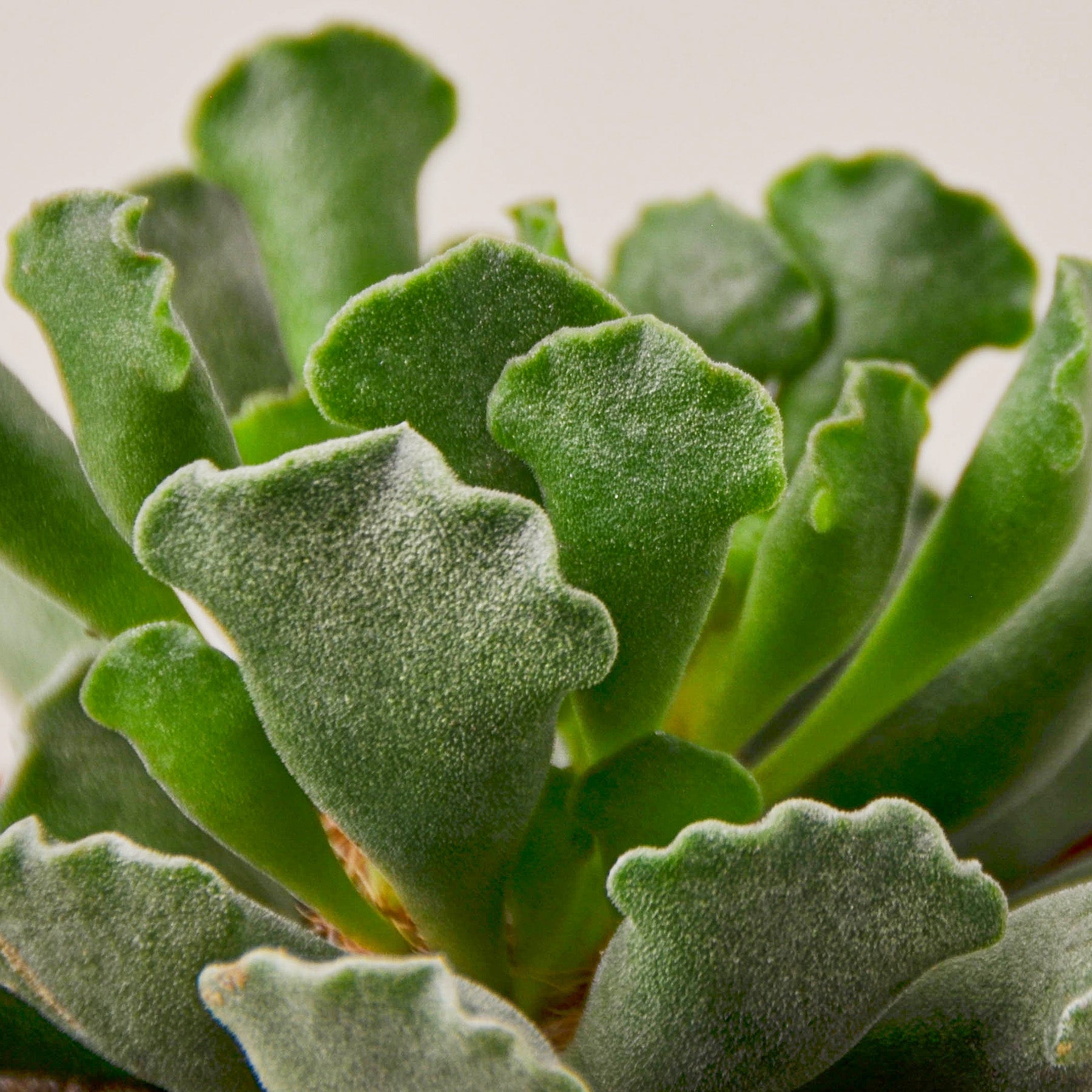 4_SUCC_ADROMISCHUS_KEY.LIME.PIE_2.jpg__PID:50aee8bd-e808-4dfc-90c0-b0c66a7c13de