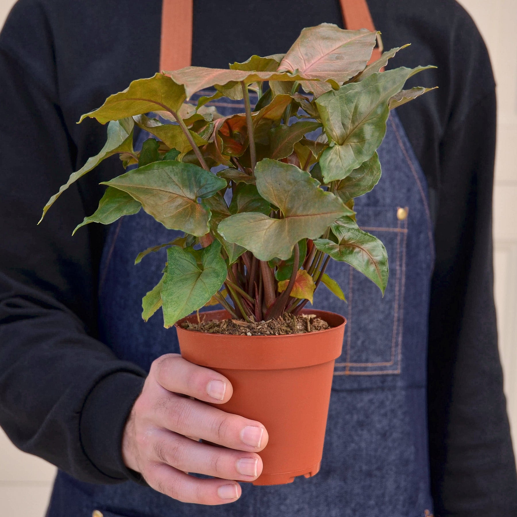 4_SYNGONIUM_MERRY_3.jpg__PID:473c1662-1468-474a-b2b7-6580f84617fb