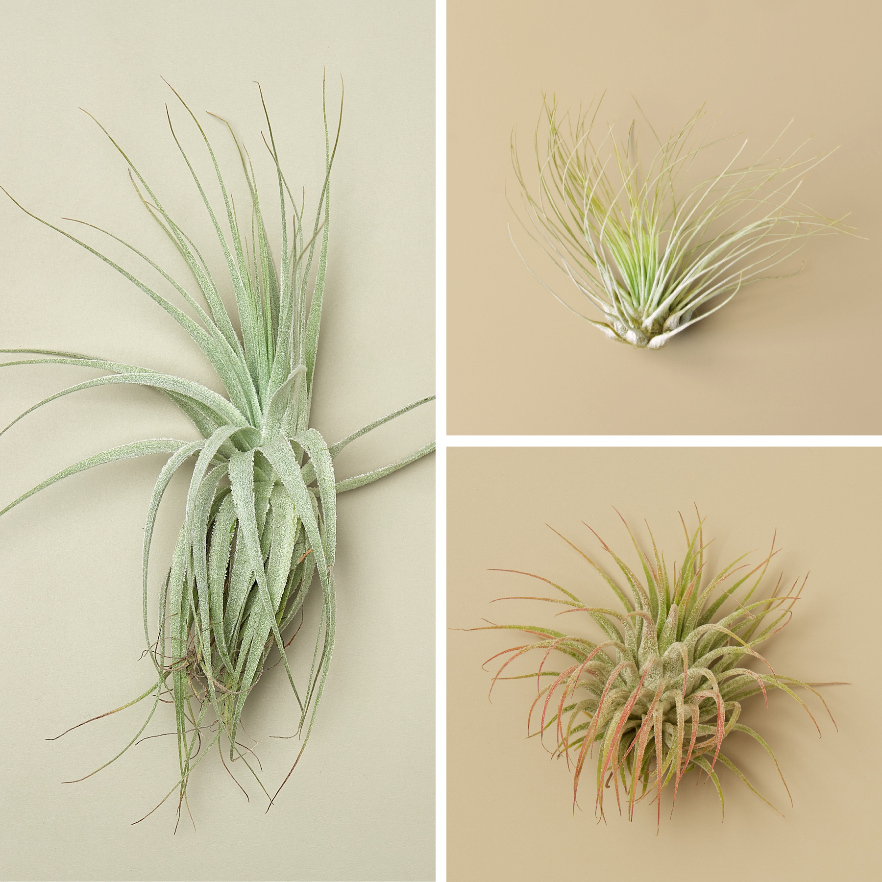 Airplants.png__PID:570ea33f-0faa-4fc1-9281-8792e209d301