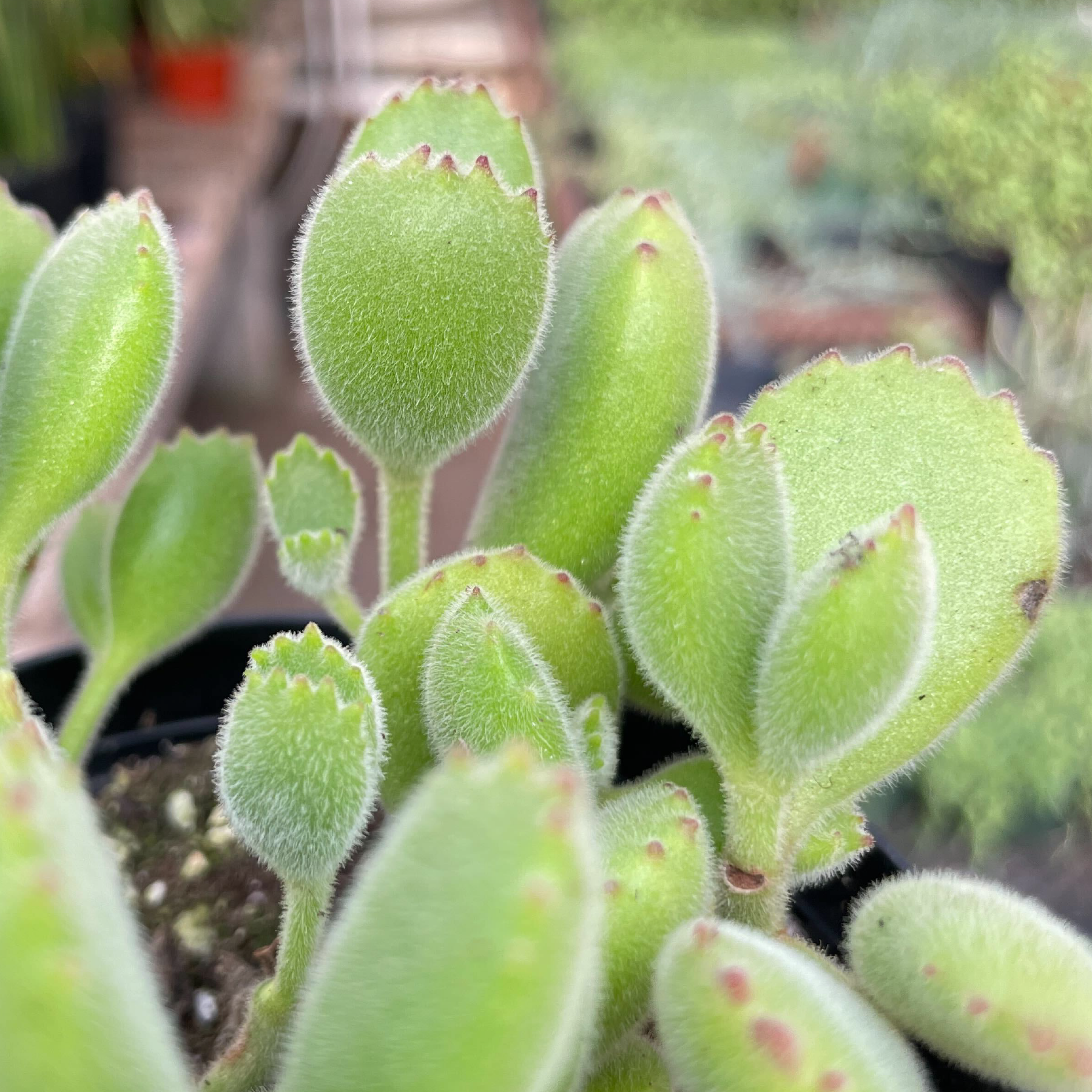 Cotyledon-Cubby-Paws.png__PID:90f4025f-4d1c-4c08-84d5-86e4c36eb530