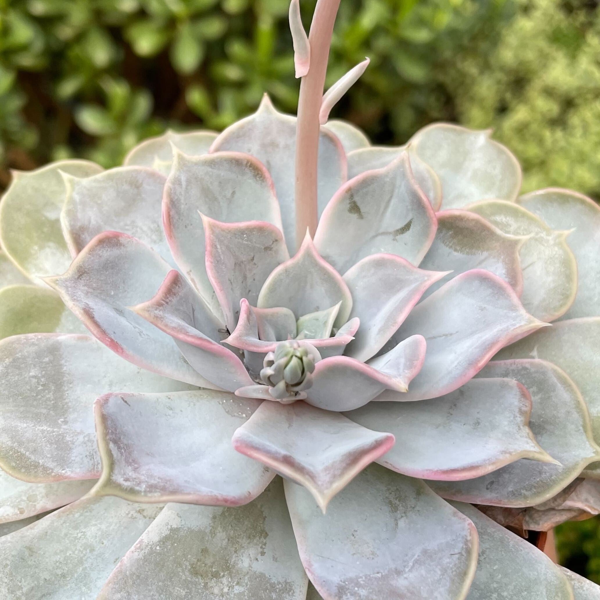 Echeveria-Lilicana.jpg__PID:32f5122b-69dc-4220-9cd1-f3829a3036ff