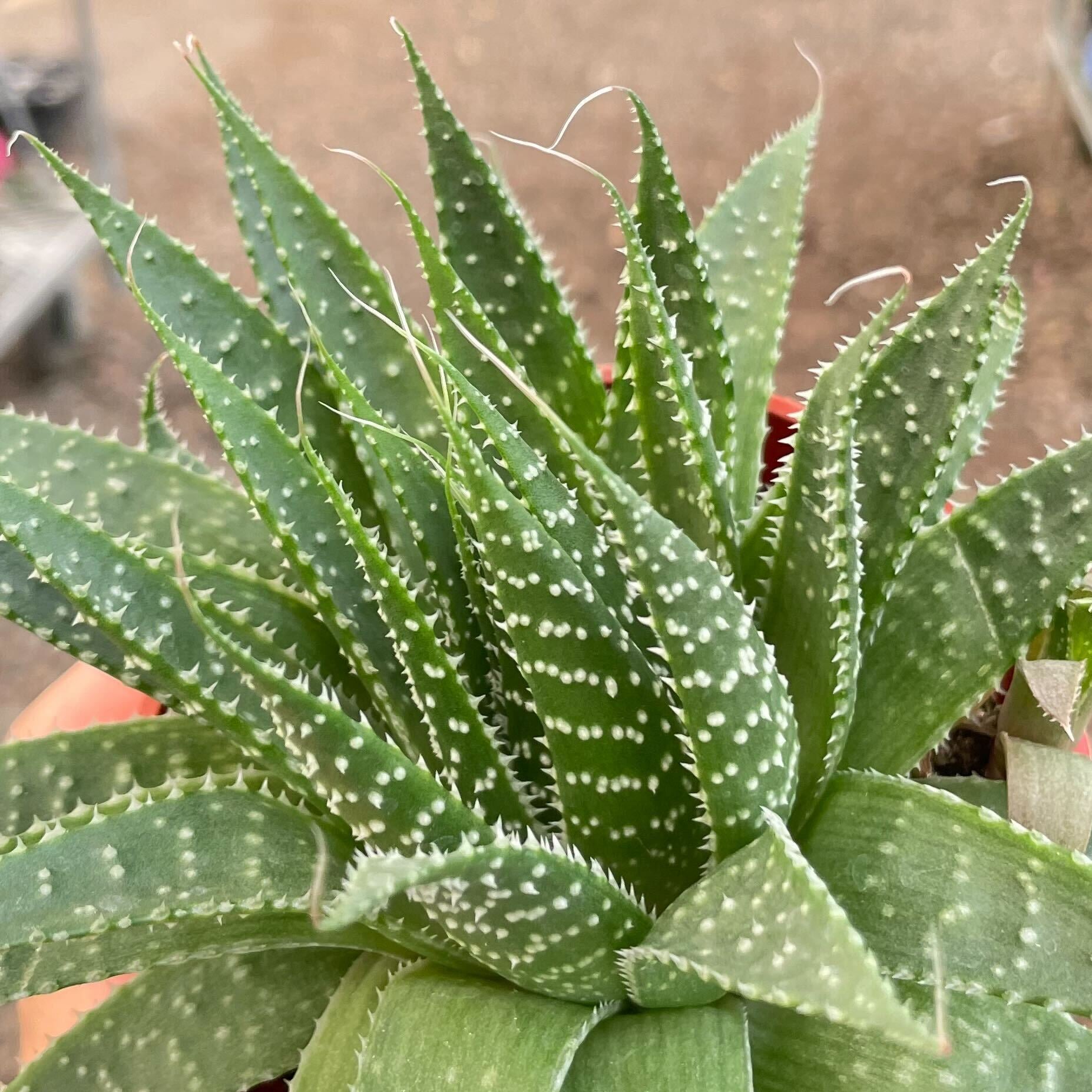 Haworthia_Limifolia.jpg__PID:0ea33f0f-aa6f-41d2-8187-92e209d301b0