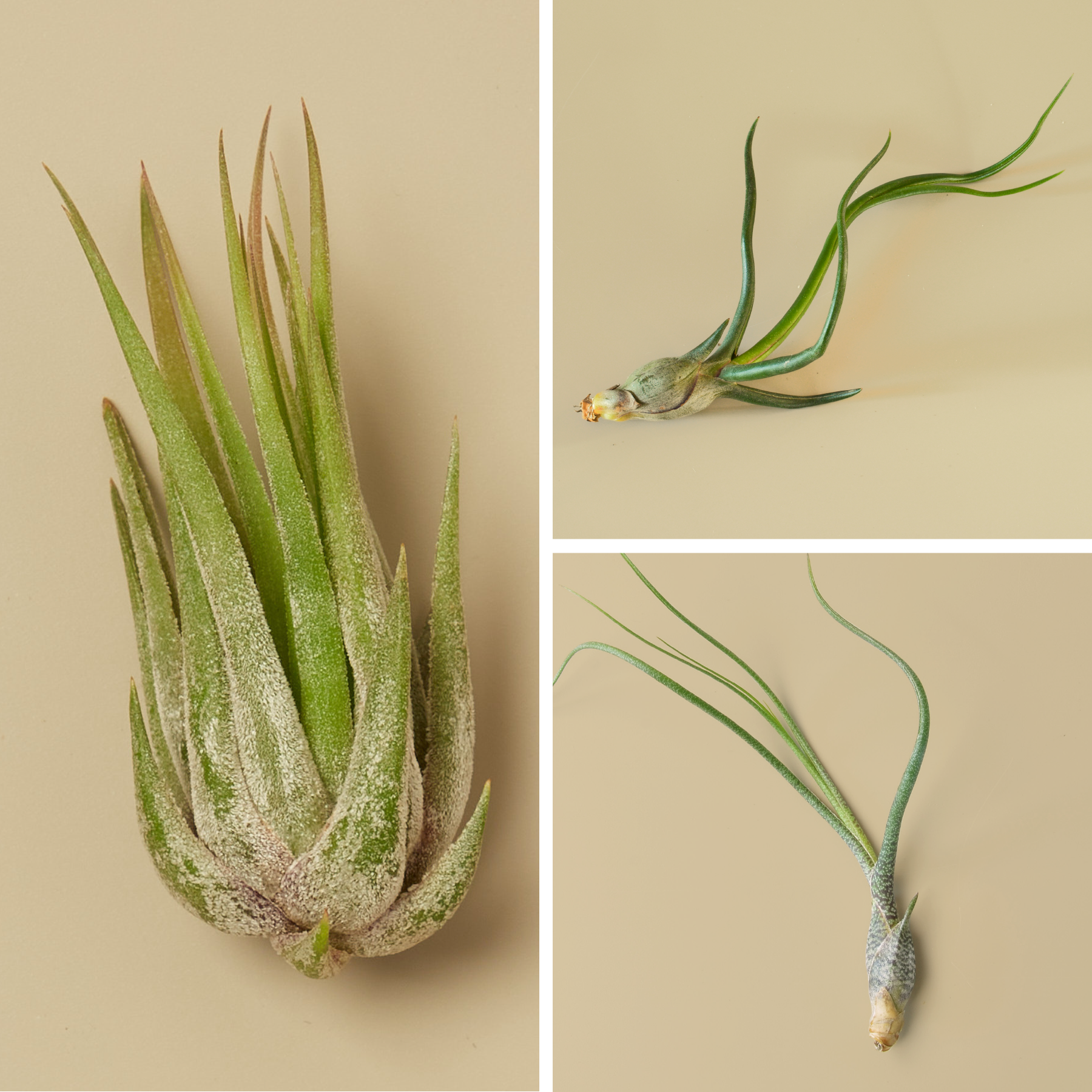 airplant-box.png__PID:8390f402-5f4d-4cfc-8844-d586e4c36eb5