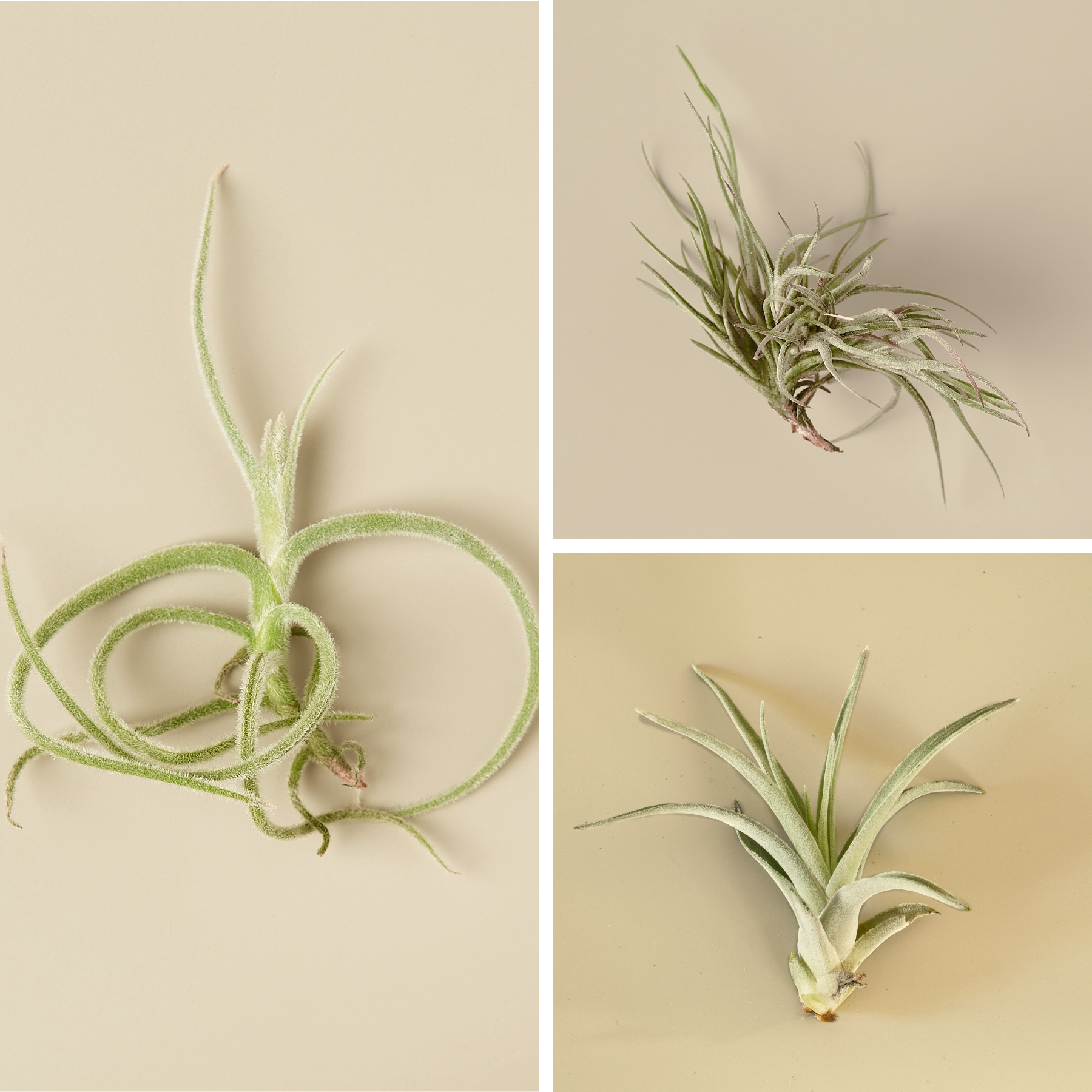 airplant-dec.png__PID:042fa861-273b-473e-90bc-727ef8467867