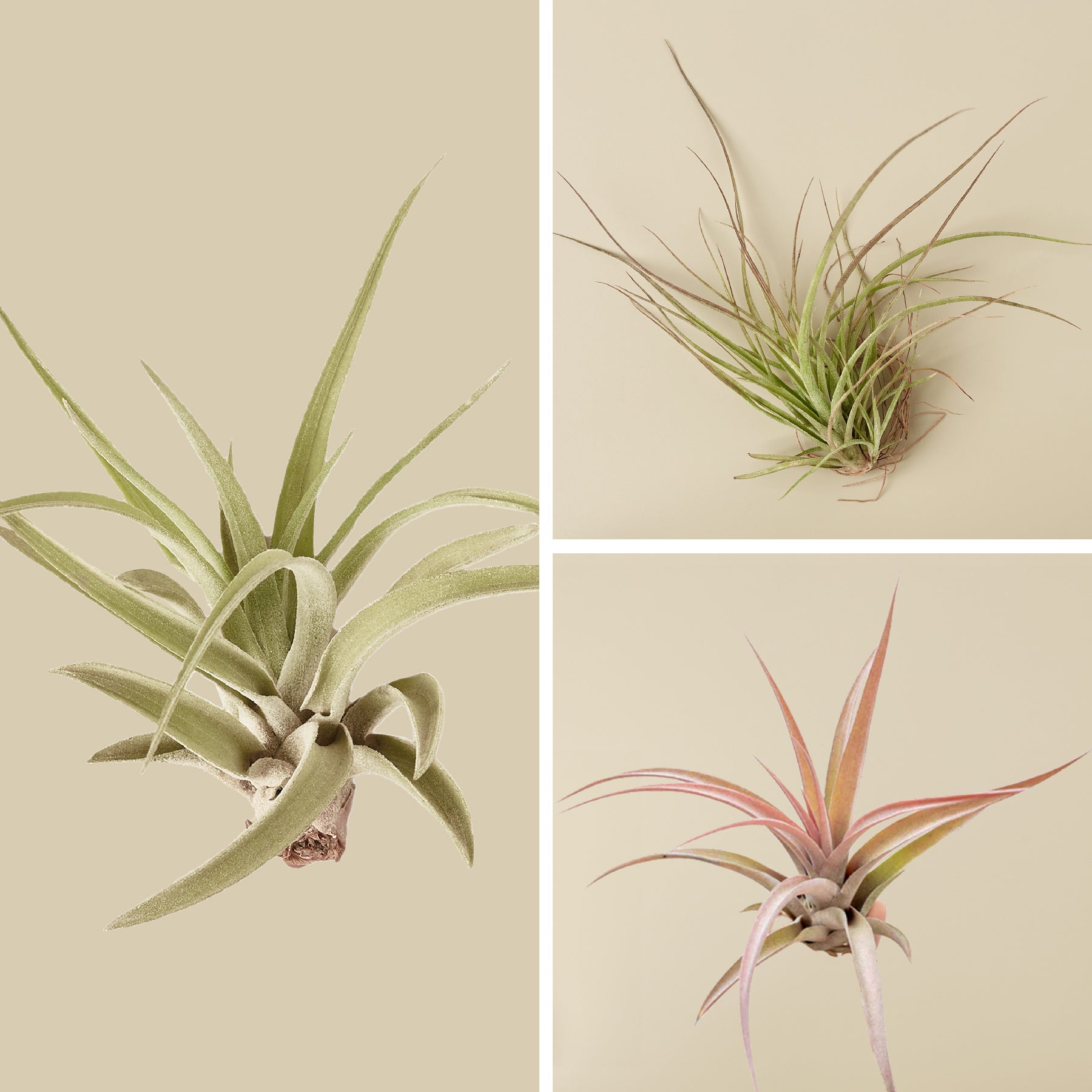 airplant.jpg__PID:e71c32f5-122b-49dc-8220-dcd1f3829a30