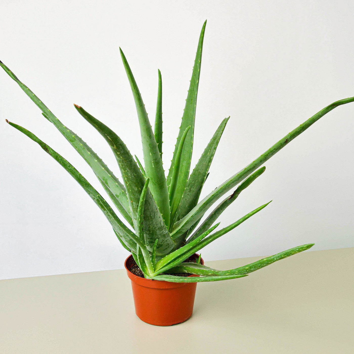 Aloe Vera Indoor Plant Tropical Plant Potted Plant — House Plant Shop 6559