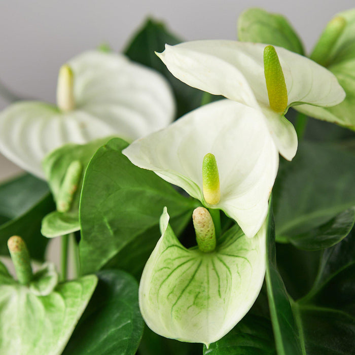 Anthurium 'White' | Indoor Plant | Tropical Plant | Potted Plant ...