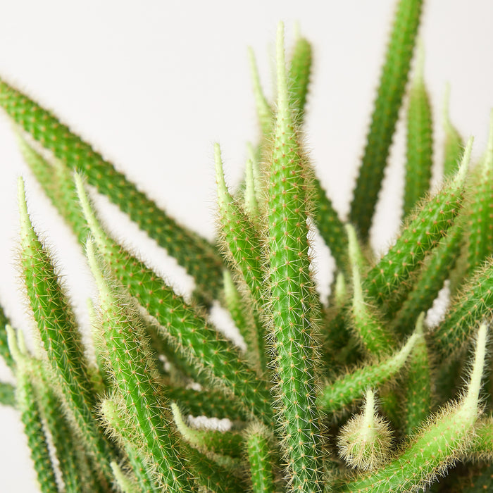 Rats Tail Cactus Indoor Plant Tropical Plant Succulent House   1 Cactus RatsTail DETAIL 6 700x700 