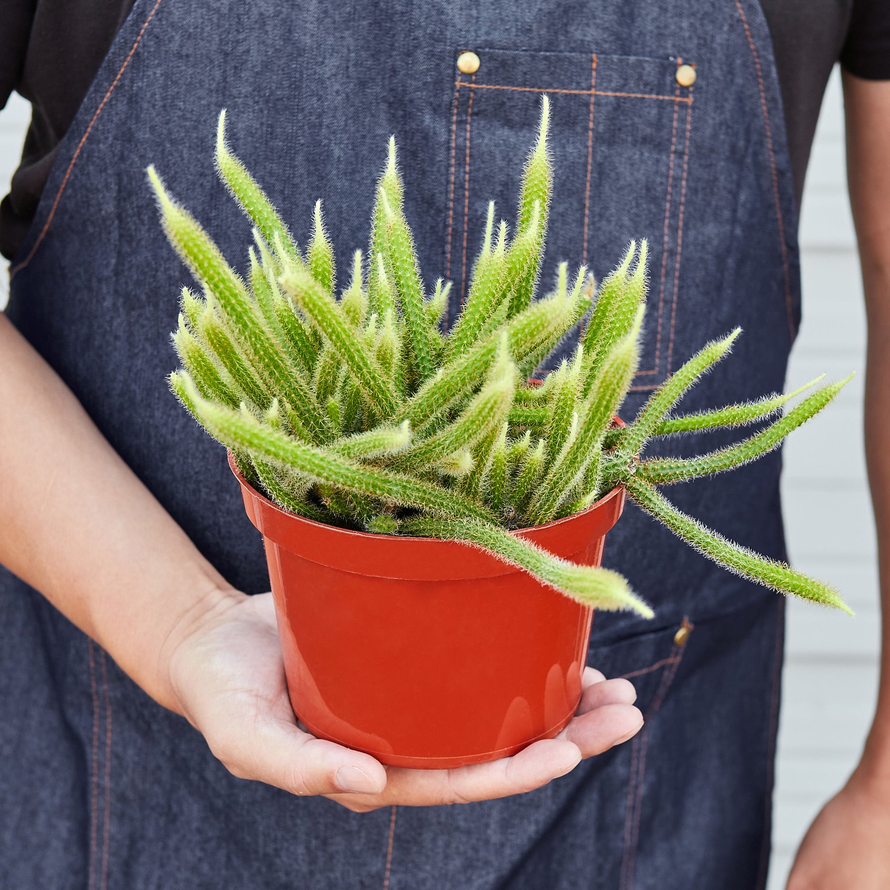 Rats Tail Cactus Indoor Plant Tropical Plant Succulent House   1 Cactus RatsTail HOLD 6 1799x1799 