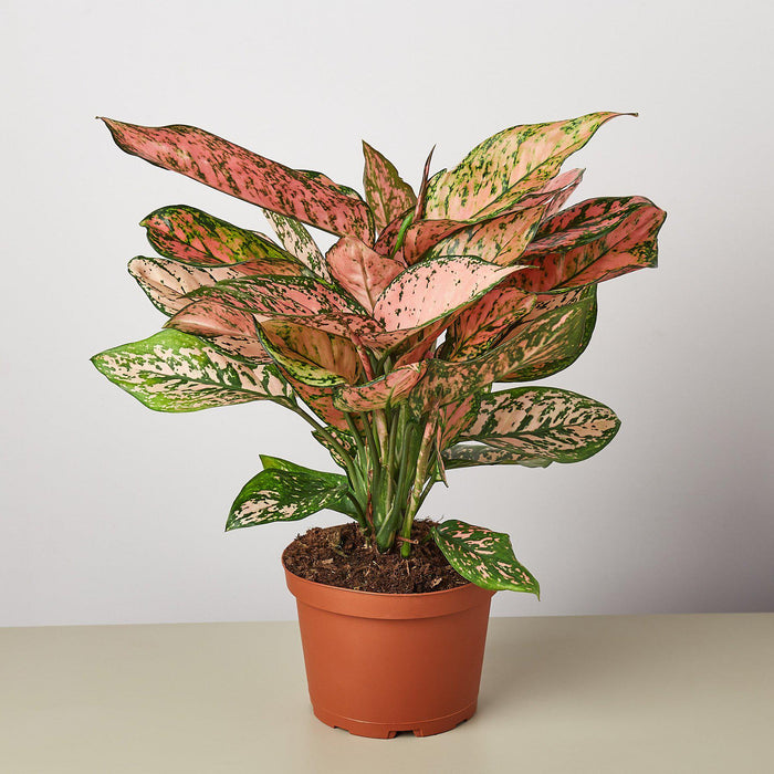 6" potted Chinese Evergreen lady Valentine