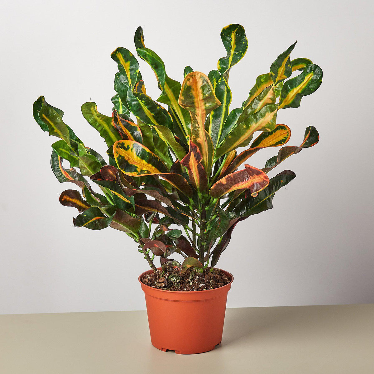 Цветок кодиеум фото взрослого растения