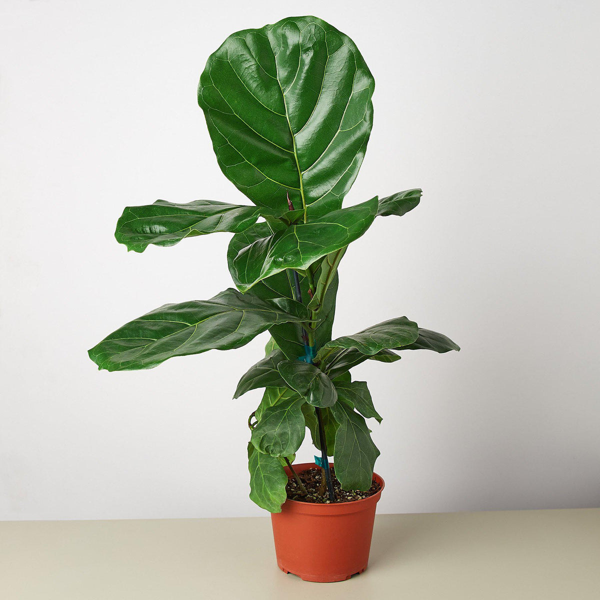 Ficus Lyrata Fiddle Leaf Fig Indoor Plant Tropical Plant Potted Plant — House Plant Shop 0296