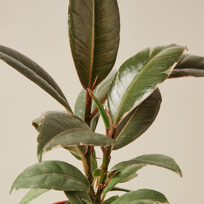 Ficus Elastica 'Tineke' - 4" Pot — House Plant Shop