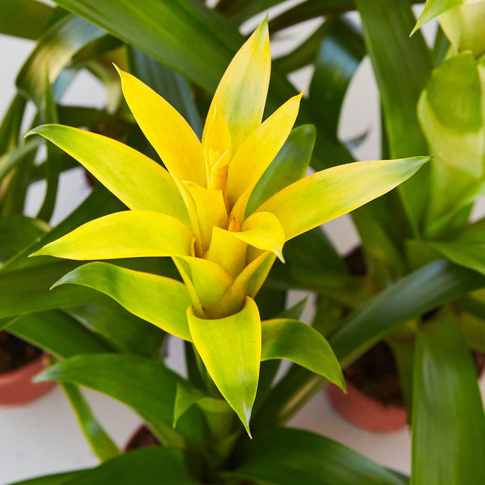 Guzmania Bromeliad Yellow 4 Pot — House Plant Shop 