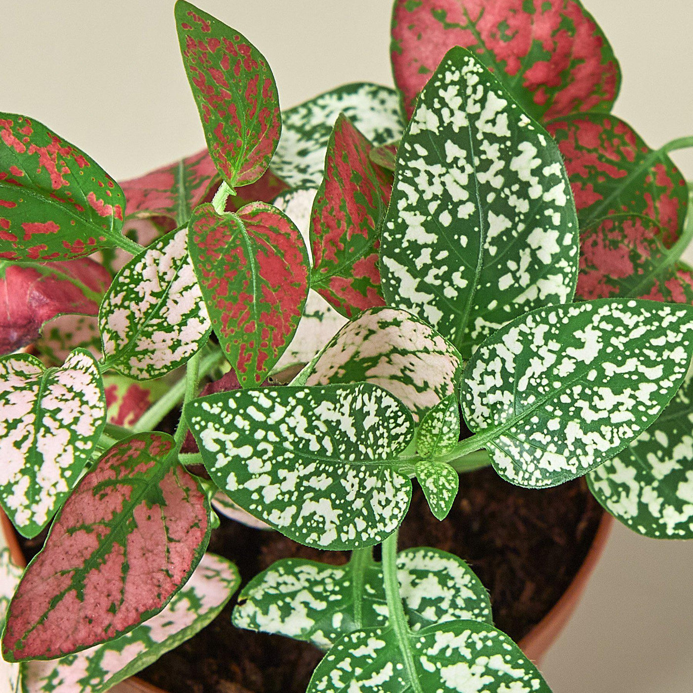 Hypoestes 'Polka Dot' — House Plant Shop