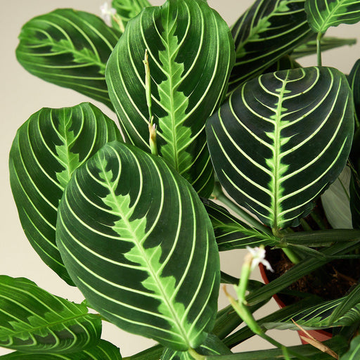 Medium Prayer Plant 'Beauty Kim' (Maranta leuconeura) – Rooted