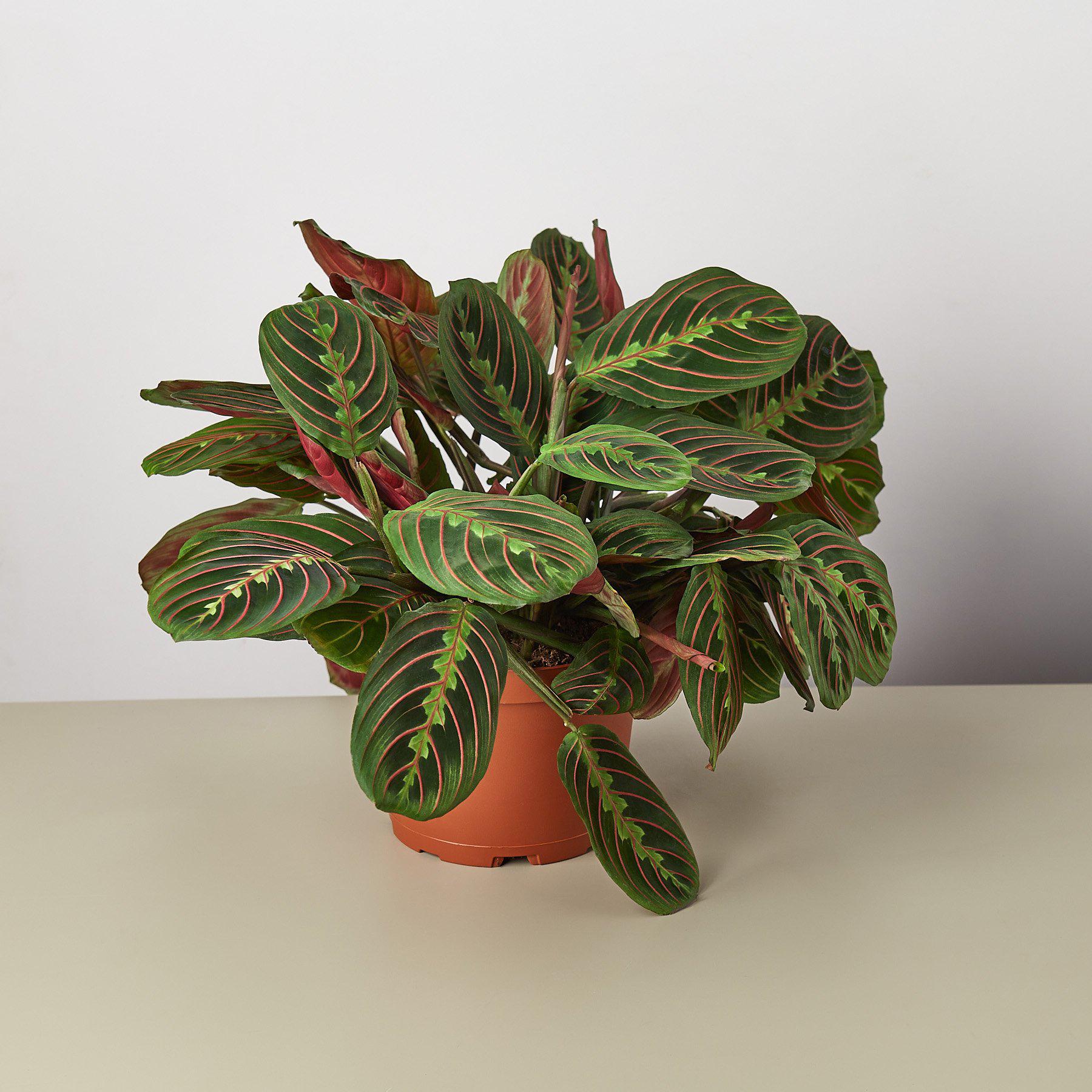 Prayer Plant Maranta Leuconeura