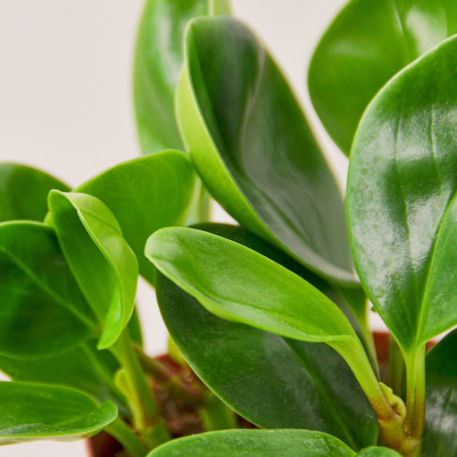 Variegated Raindrop Peperomia 'Verdant Flame' (Var. Peperomia