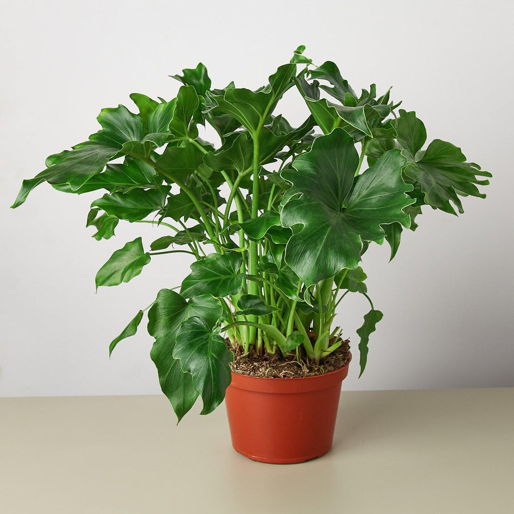 Philodendron ‘Little Hope' - 6" Pot — House Plant Shop