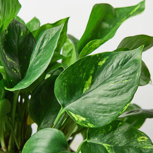 Pothos 'Golden' | Indoor Plant | Tropical Plant | Potted Plant — House ...