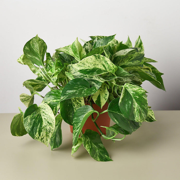 Pothos 'Snow Queen' | Indoor Plant | Tropical | Potted Plant House Plant