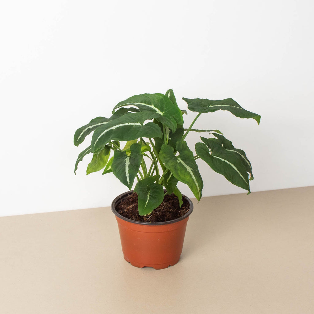 Pre-Potted — House Plant Shop