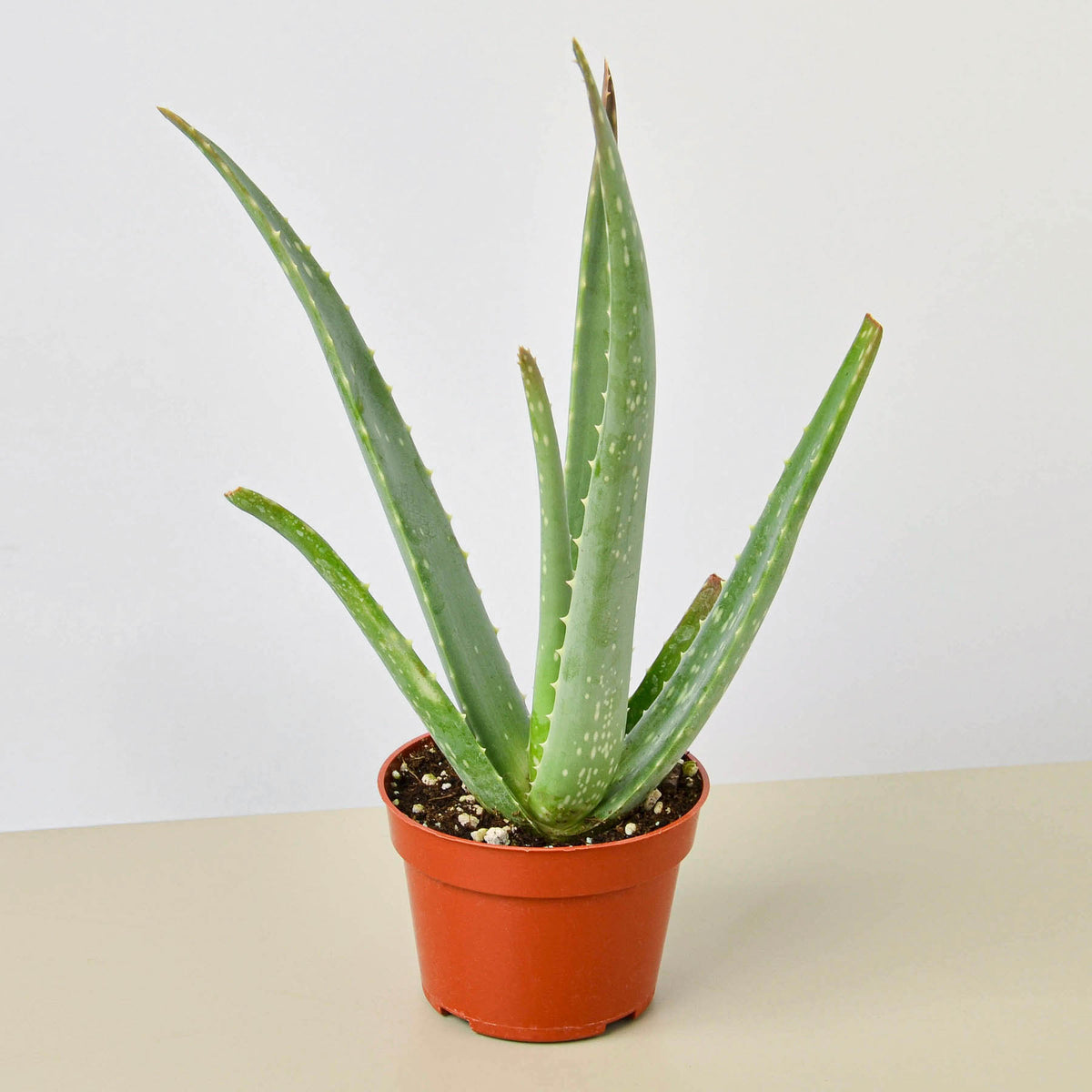 Aloe Vera Indoor Plant Tropical Plant Potted Plant — House Plant Shop 7285