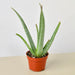 4 SUCC ALOE VERA 1 75x75 Crop Center ?v=1627922614