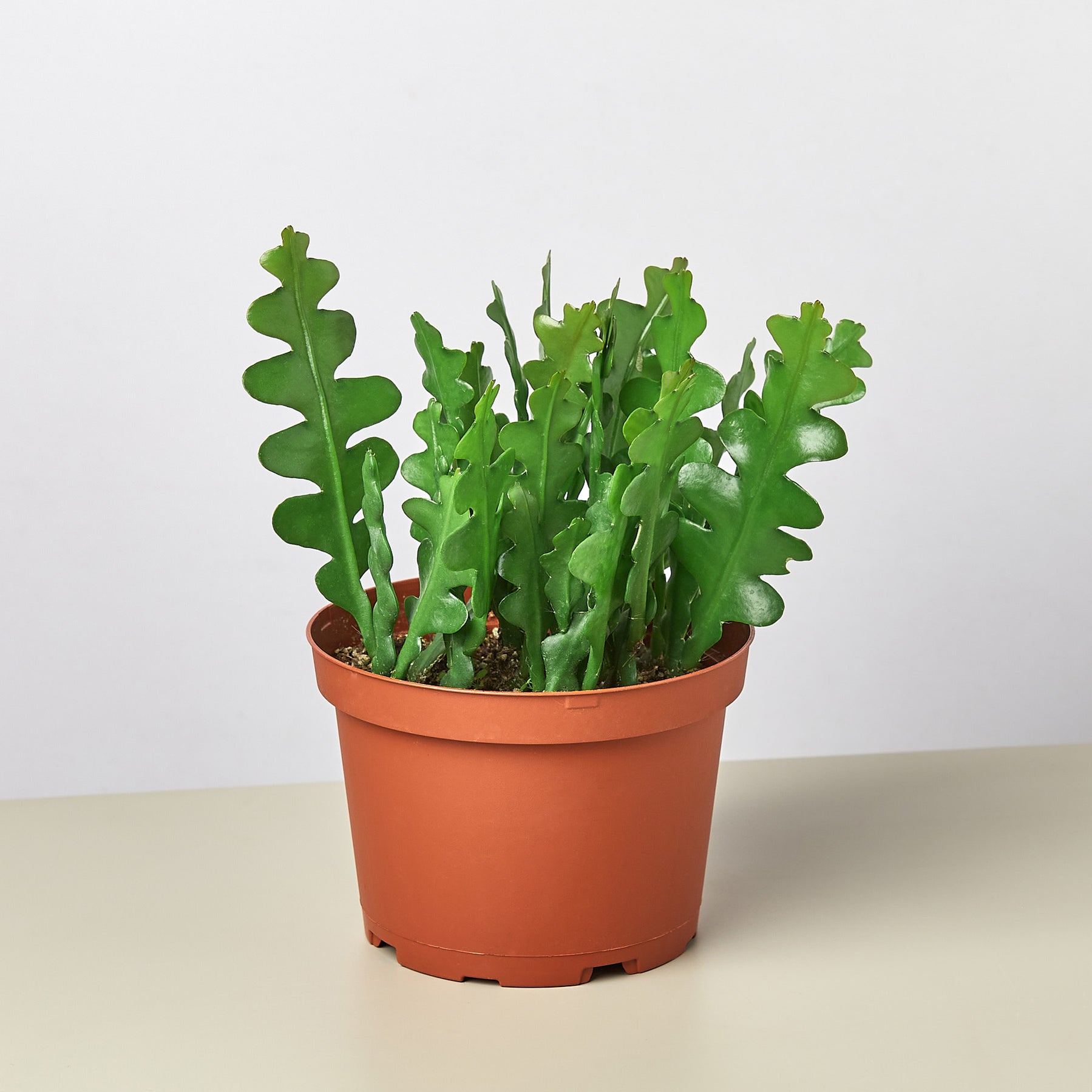 zigzag plant price