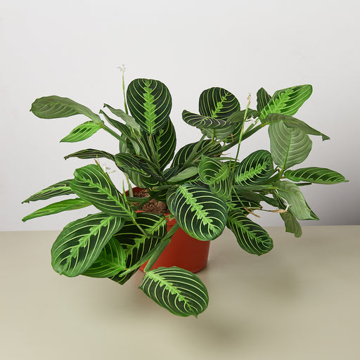 Medium Prayer Plant 'Beauty Kim' (Maranta leuconeura) – Rooted