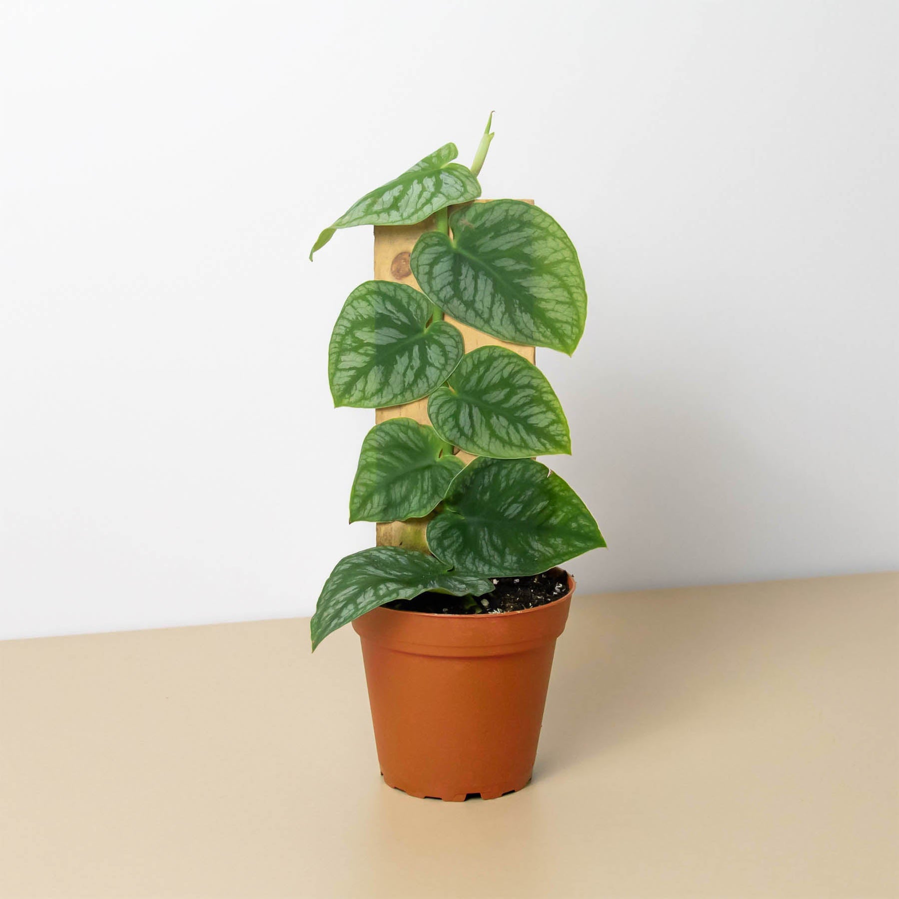 House Plant Shop | Nationwide Free Shipping on all Indoor Plants