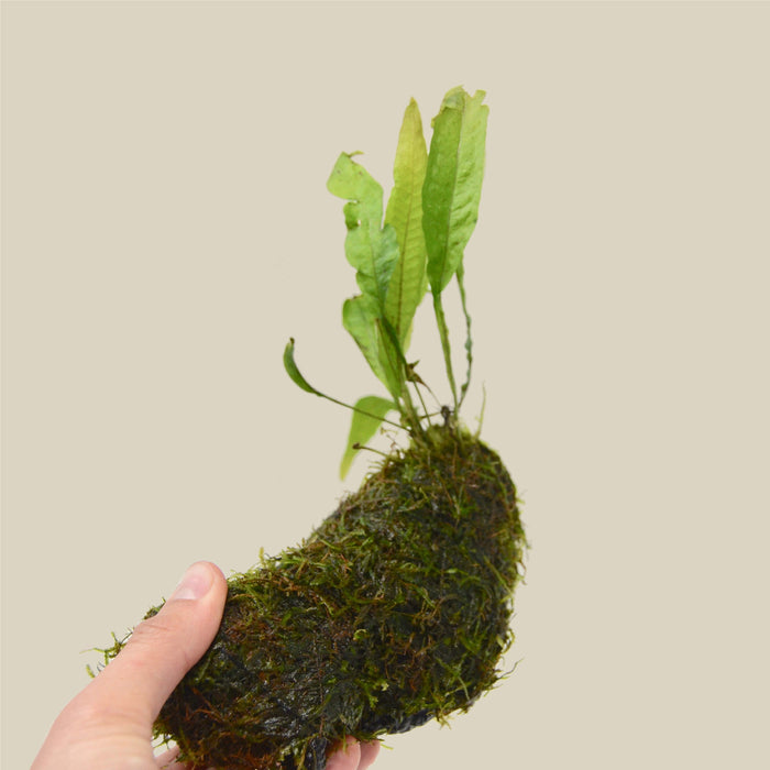 java moss