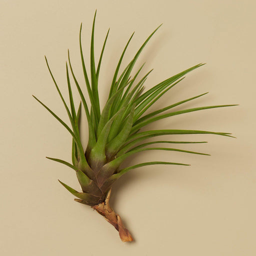 Air Tropical Plant Shop Caput-Medusae Ionantha House Tillandsia | Plant — plants |