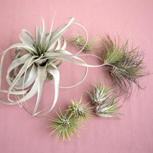 Plant in a Box - Miscela di piante di Tillandsia - Set di 6