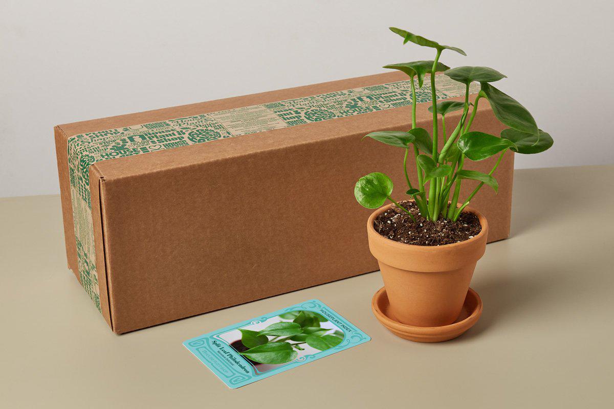 House Plant Box — House Plant Shop