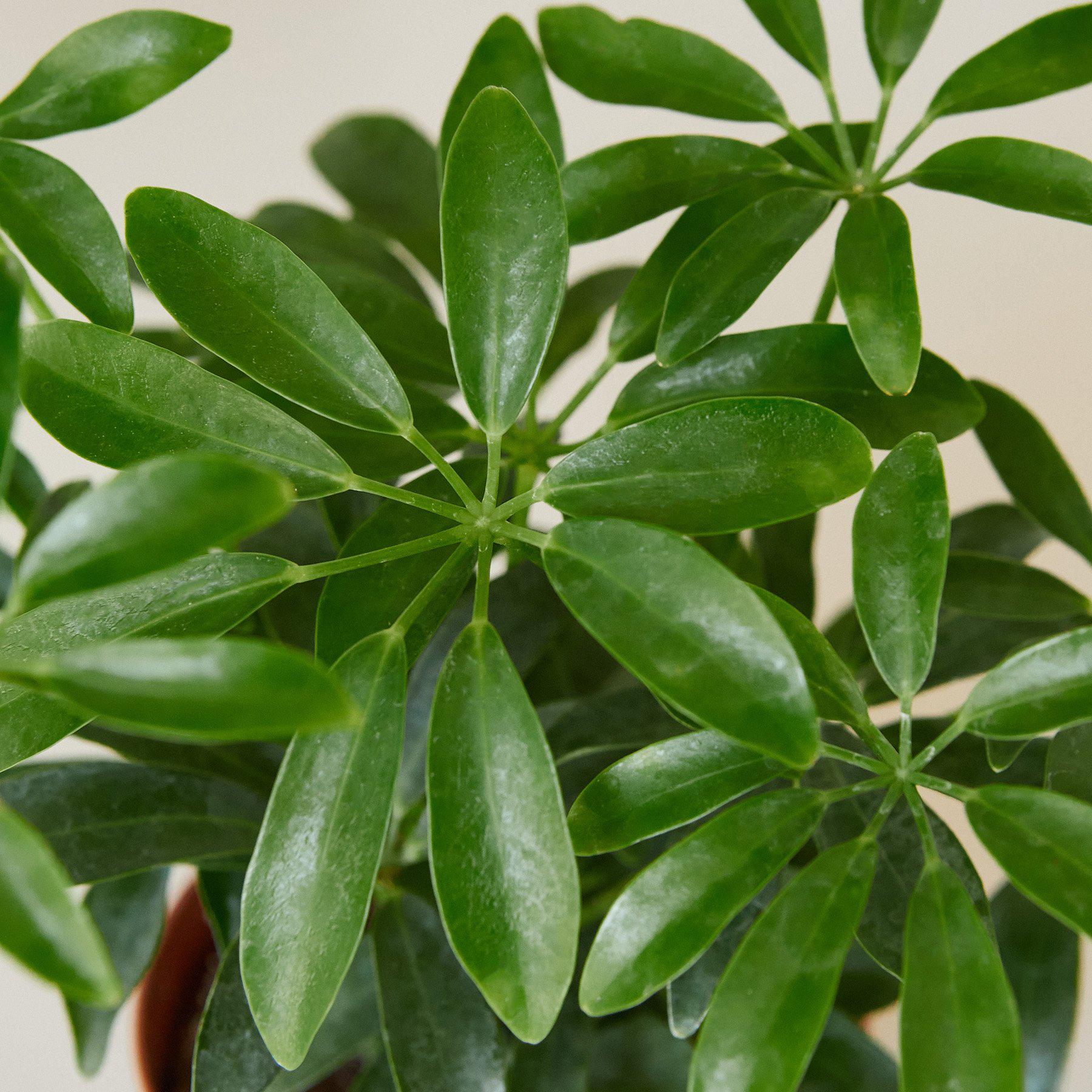 Schefflera Care — House Plant Shop