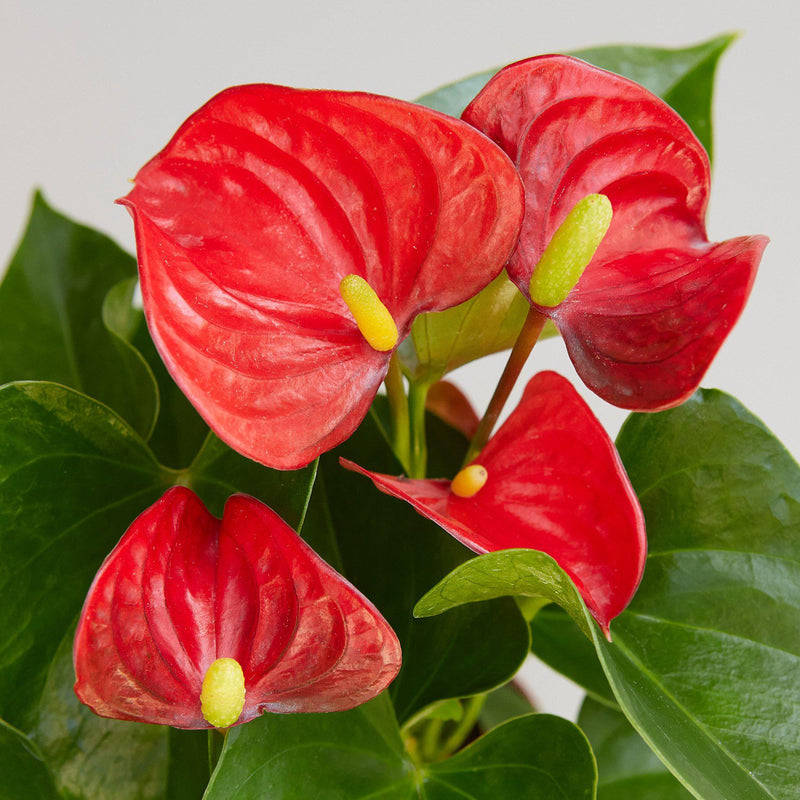 Anthurium Care — House Plant Shop