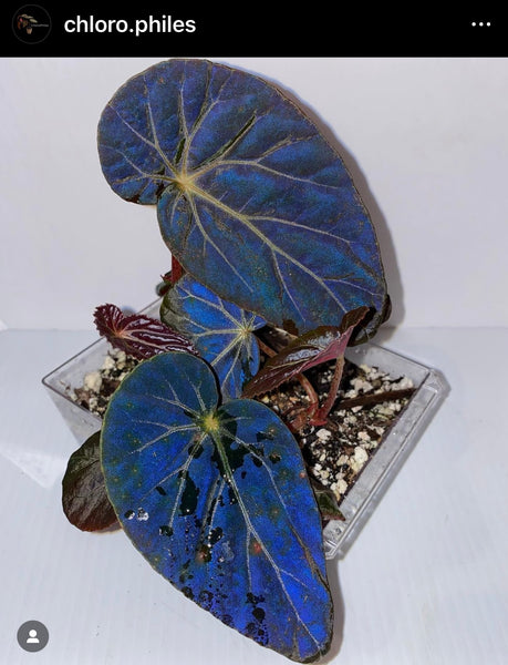 begonia-burkillii-dark-form-iridescent-whimsy-baby-customs-canada