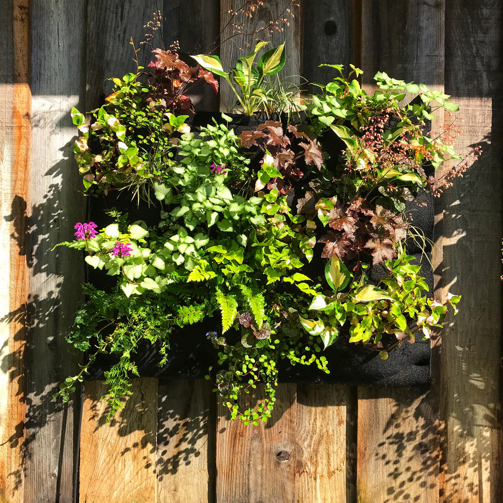 Single English Garden Planter Close up