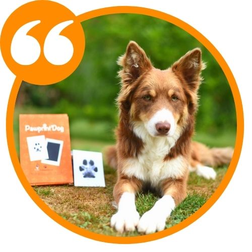 Badogshop.com Kit Empreinte Chien, Tampon Encreur Patte Chien Et Chat,  Souvenir Tatouage Et Cadre (Pawprint'Dog) Grande Taille 12,5x8cm