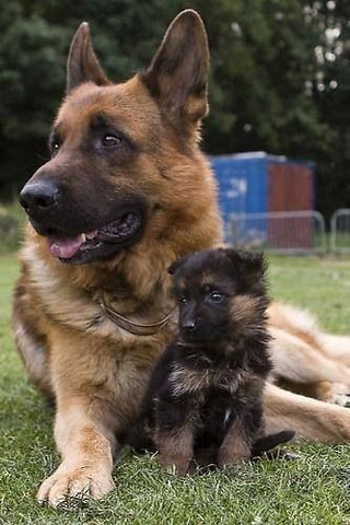 berger allemand intelligence