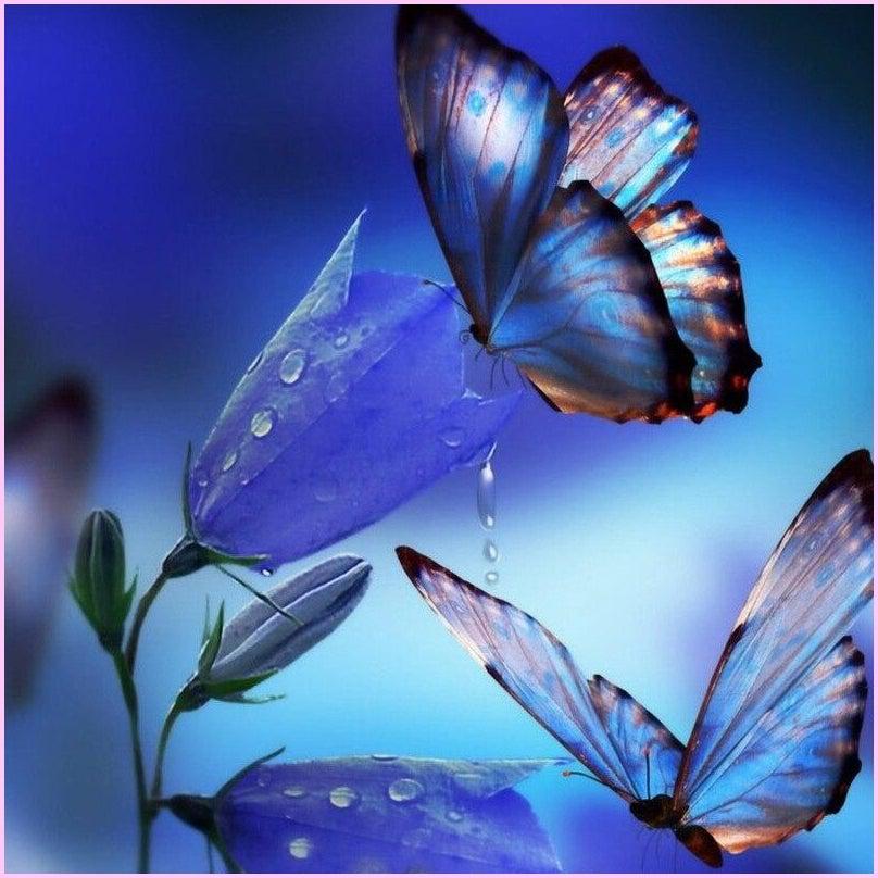 Blue Butterfly Delight