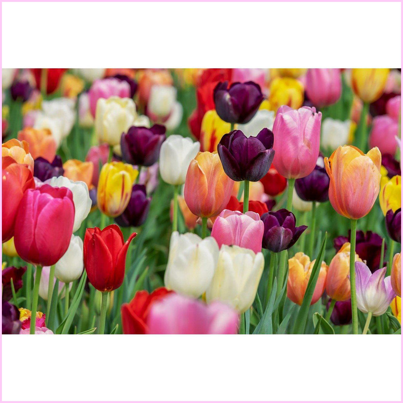 Tulip Garden Diy Diamond Painting Kit Full Nature Landscapes