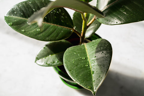 plants for a bathroom and relaxing bath