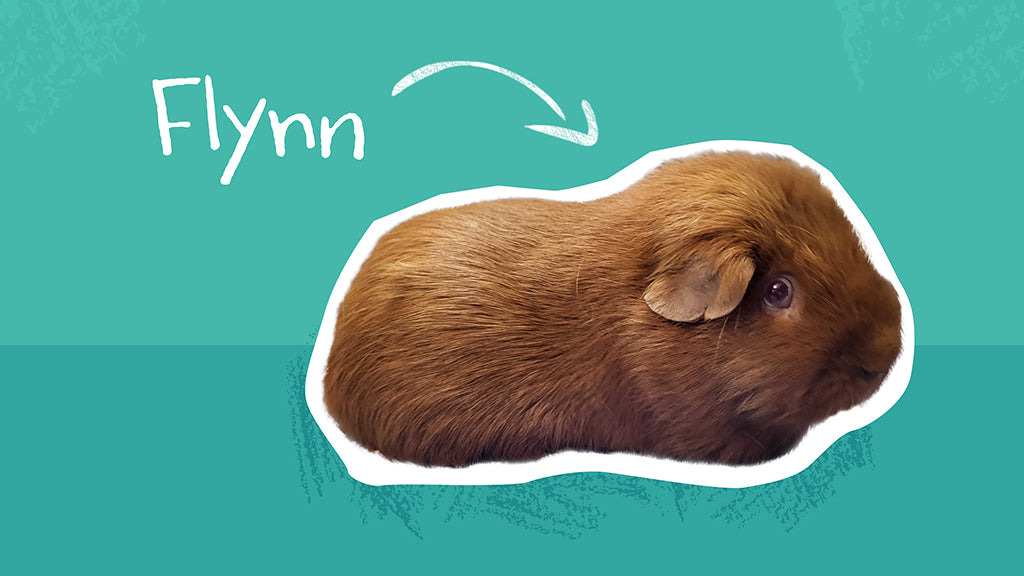 This is Flynn, a rescue guinea pig with brown, smooth fur.