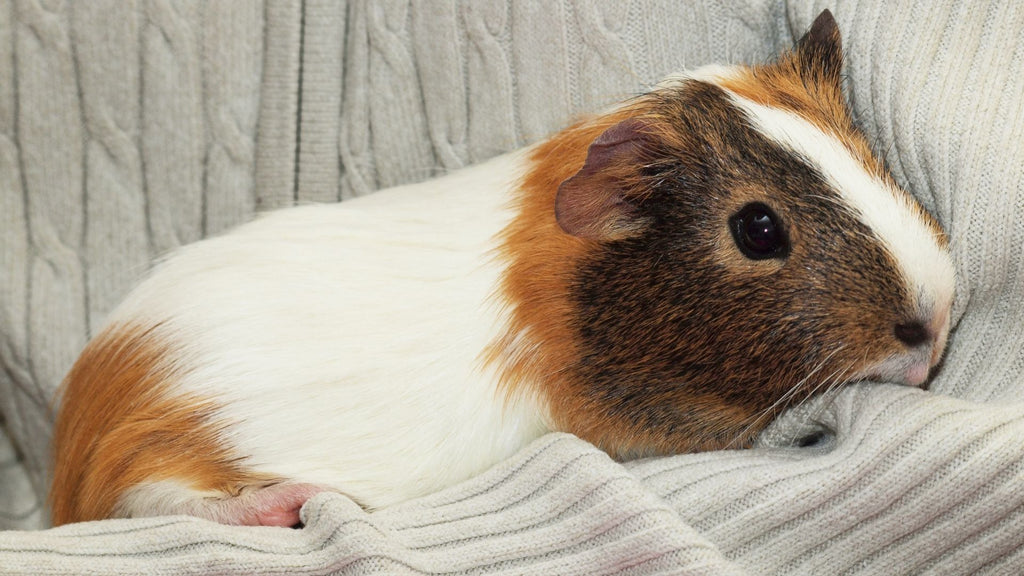 guinea pig giving cuddles to their pet owner