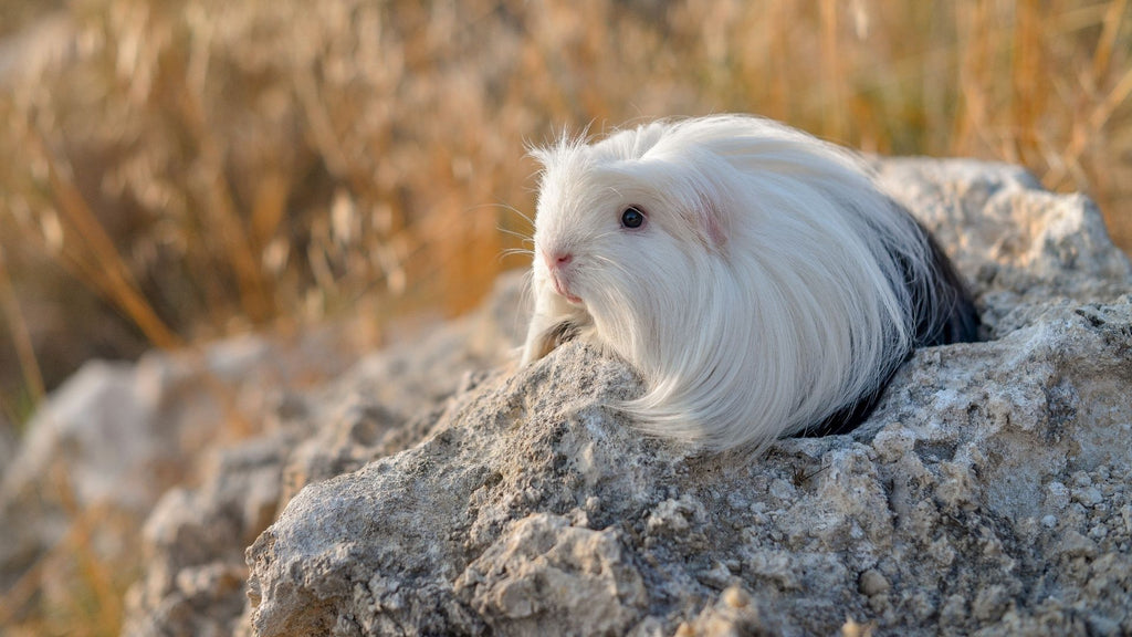 trim guinea pig hair to keep them cool in the summer