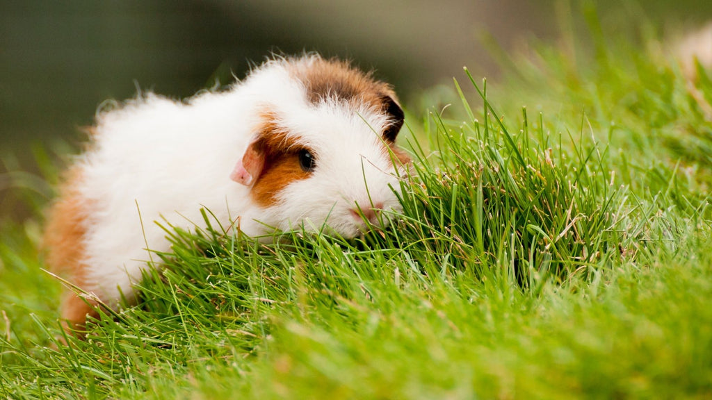 guinea pig outside 10 simple ways to keep them cool in summer heat